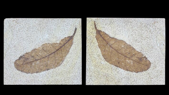 Fossil Leaf (Cedrelospermum) - Pos/Neg #65194